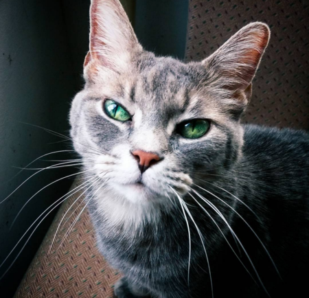 Nermal