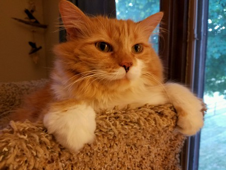 Pumpkin