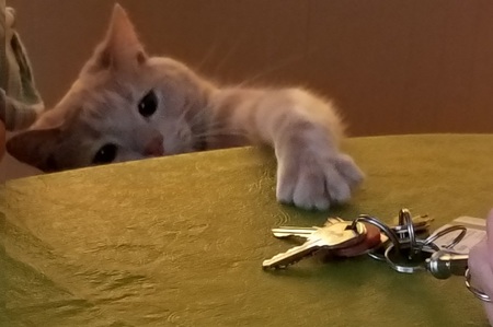 Little Dude