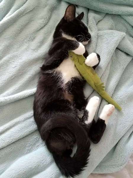 Baby Kat