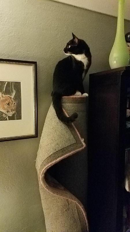 Baby Kat