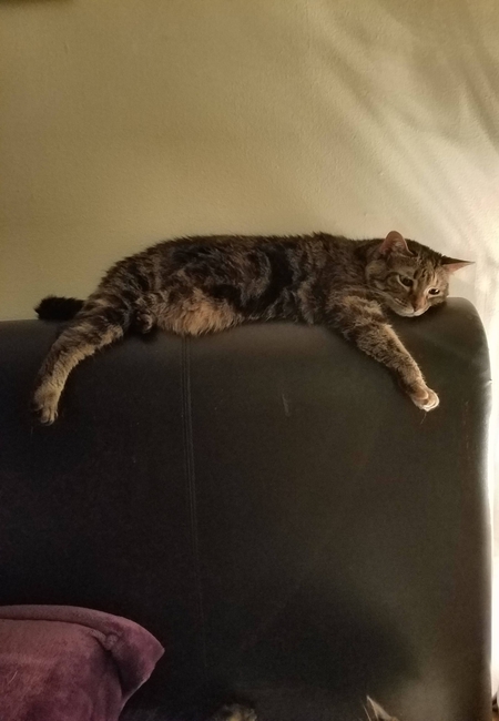Piper