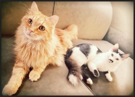Puss & Tutz