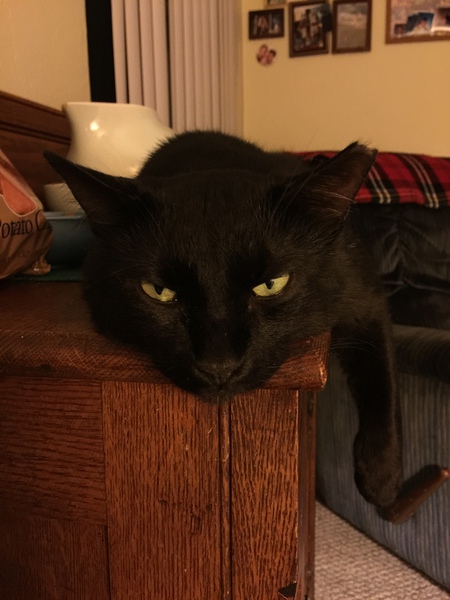 Domino