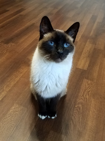Simon