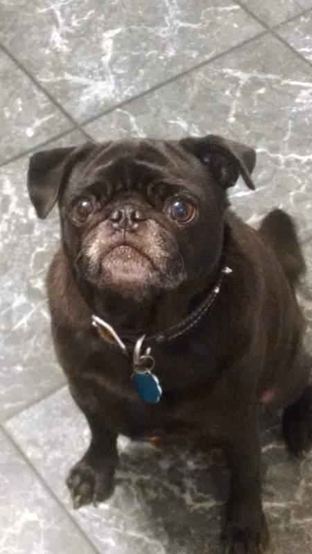 Chewy
