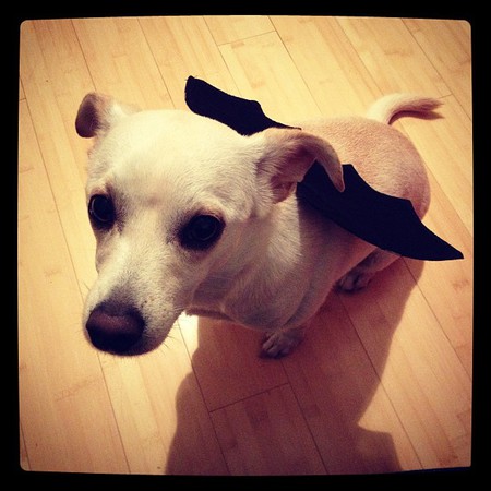 Louie