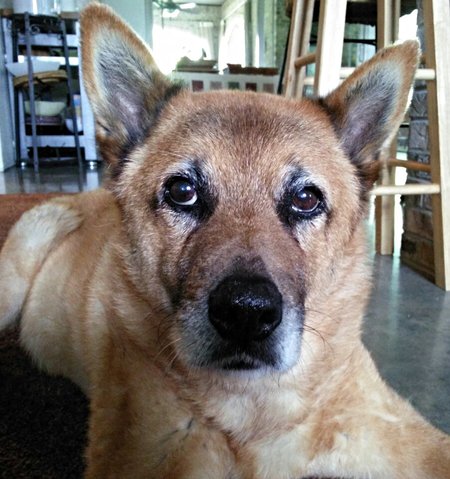 Jindo