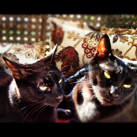 Pumpkin & Remy