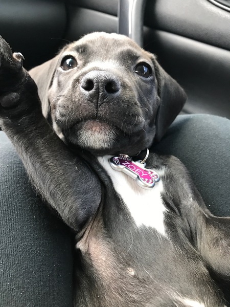 Zoey