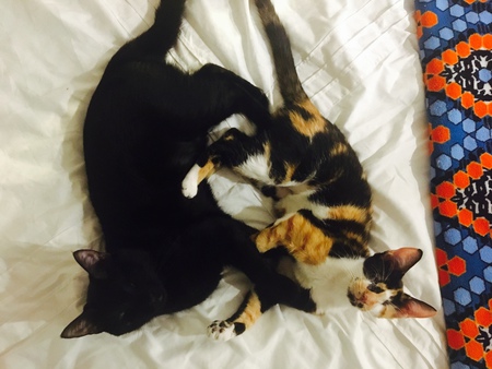 Rafael and Arya