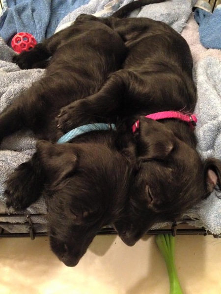Jett & Roxie