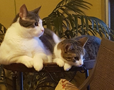 Paulie and Tesse