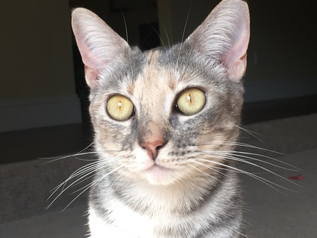 Kissa Claire 