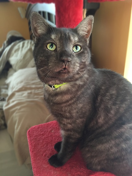 Pantera