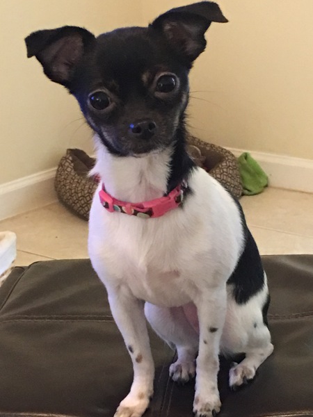 Cannoli