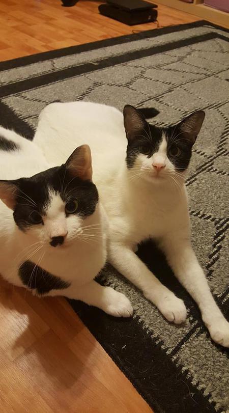 Eddie and Freddy 