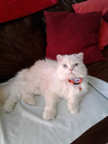 Snow. (Was Snowflakes when adopted)