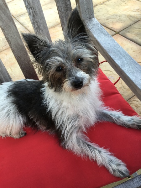 Lila