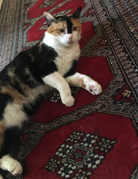 Cersie