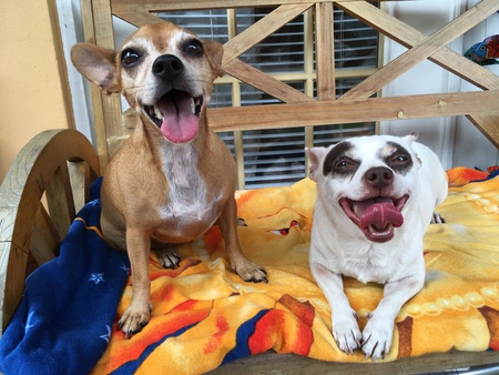 Joey & Bandit