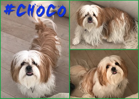 Choco