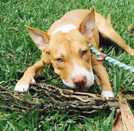 Hazel