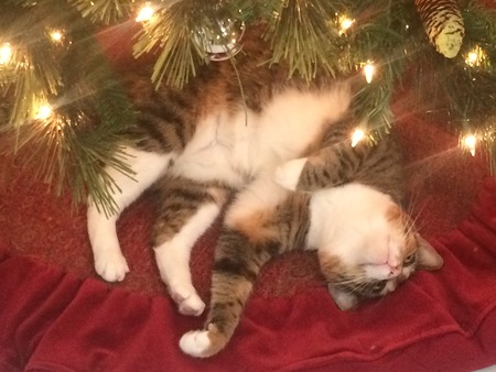 It was Darla when we adopted her and we changed it to Lucy