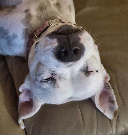Pepper