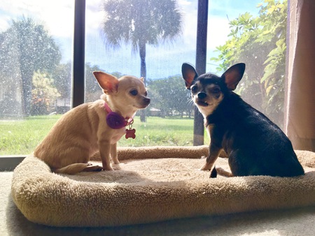 Kiba (black and white Good Karma Pet) and Daphne (fawn - new sister)