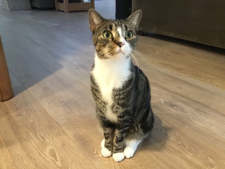 Spencer    ("Hemi")