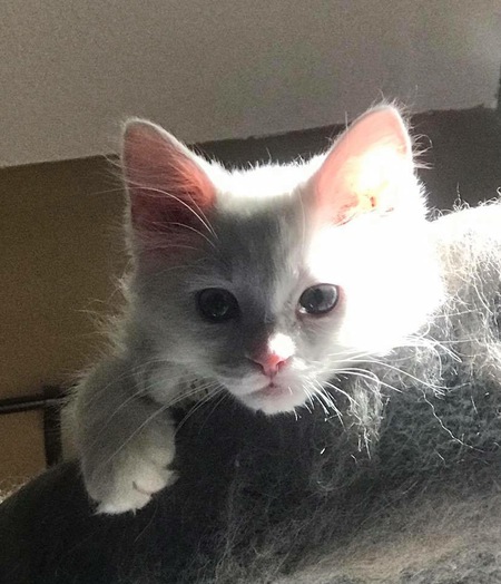 Gracie