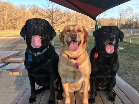 Beef, Grace and Georgie