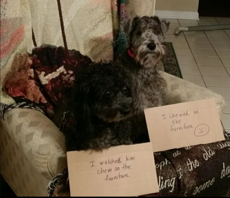 Buddy and Max Figg