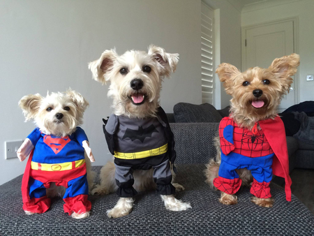 Rescues to the Rescue