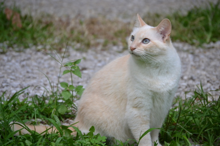 Snowball