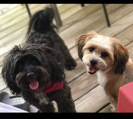 Guido and Pinky