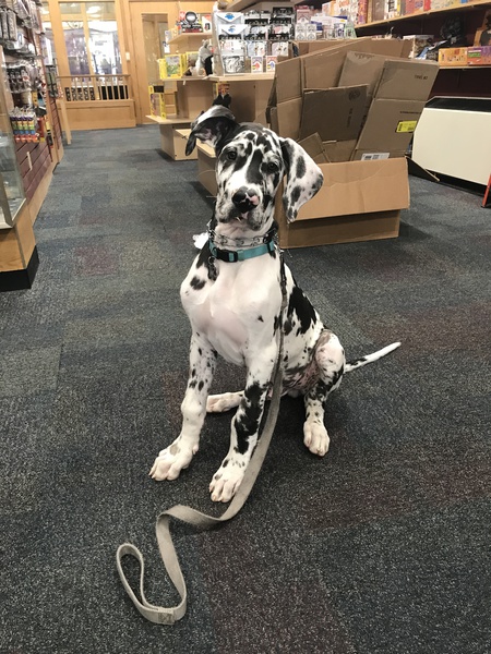 Ajax the Great Dane