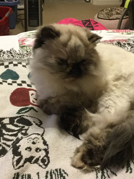 Bella