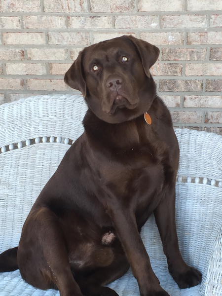 Jasper