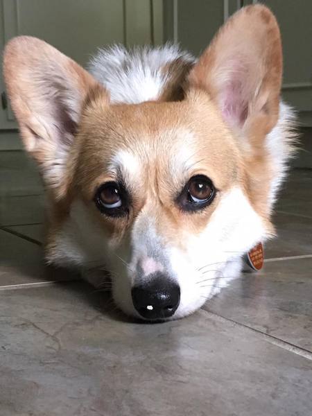 Scout
