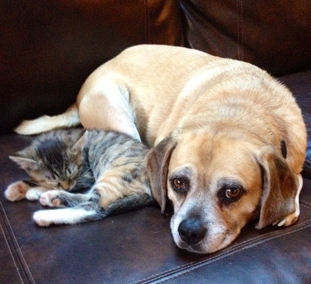 Tula (cat)  & Bowden (dog) 