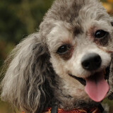 Entry image for Buster P. Myers