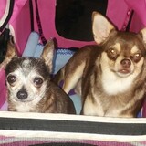 Entry image for Porscha & Bentley