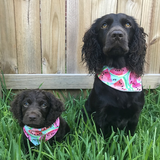Entry image for Paisley & Hallie
