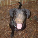 Entry image for Bosco