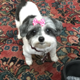 Entry image for Sophie