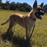 Entry image for Sammy
