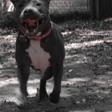Entry image for Tiny Dancer