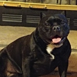 Entry image for Sadie